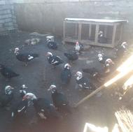 فروش اردک نر خارجی یا روسی