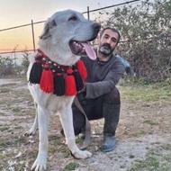 واگذاری توله سگ الابای دوماهه ماده