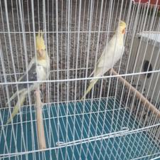 یک جفت طوطی عروس جوان