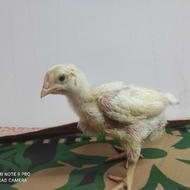 جوجه گوشتی ،