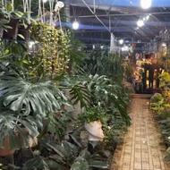 استخدام ادمین گل وگیاه