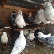 کبوتر پرشی و جوجه کشی ب شرط