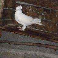 کفتر ,کبوتر