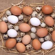 پخش تخم مرغ و تخم بلدرچین / مزرعه سپید زر مطهر