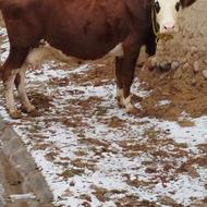 گاو سمینتال قرمز 20روز تا زایمان