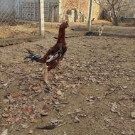 خروس لاری نسلدار