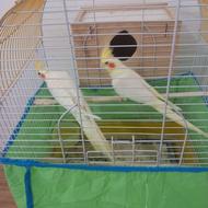 عروس هلندی لوتینومولد