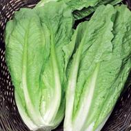 بسته بندی کاهو