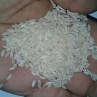 برنج عنبر بو خوزستان