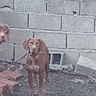 واگذاری سگ شکاری پوینتر