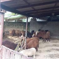 10 راس بره نر