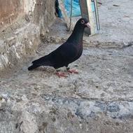 پرنده زاغ نابلد