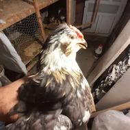 خردس چهل تاج