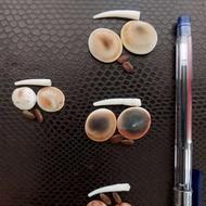 مهره مار پایتون و غیره