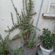 2گلدان فیکوس بزرگ