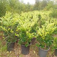 گل وگیاه زیر قیمت