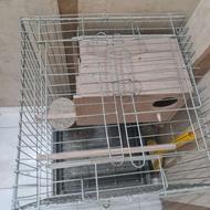 قفس بزرگ ساالم