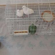 یک جفت کبوتر پاک سفید