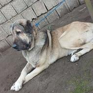 واگذاری سگ سرابی