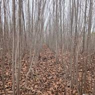 نهالستان بلورکان