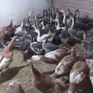 بوقلمون وغاز محلی