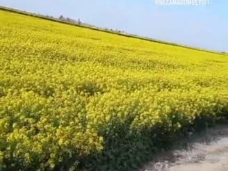 زمین کشاورزی