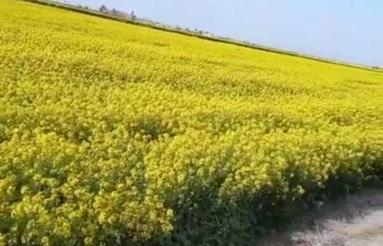 زمین کشاورزی