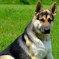 سگ نر ژرمن نیازمندم توله باشد