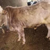 گوساله نر بور