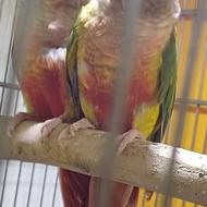 جفت گرینچیک مولد