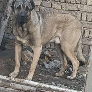 واگذاری نر سرابی خالص