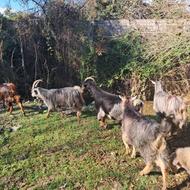 فروش بز جوان و شیرکرده. کل بز