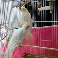 فروش جوجه عروس هلندی