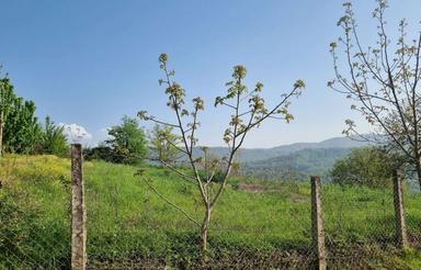 فروش فوری زمین هزار جریب