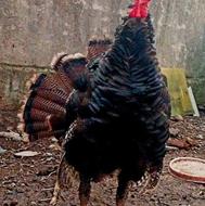 بوقلمون برنز نر