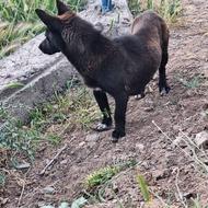 سگ‌‌پاکوتاه واگذاری