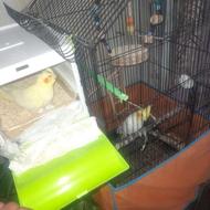 عروس هلندی جفت