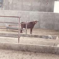 نر بز نژاد دار پدر ومادر اصل قیمت استثنایی