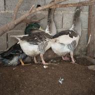 غار بالغ درشت