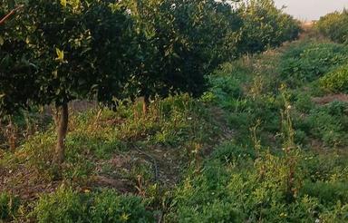 فروش زمین کشاورزی با موقعیت مکانی عالی به متراژ 12000