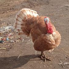 بوقلمون طبیعی