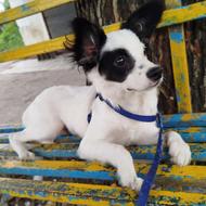 سگ اشپیتس روبایی واگذاری