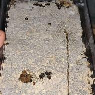 عسل طبیعی کاملا ارگانیک