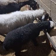 گوسفند میش با بره نر درشت وره مار