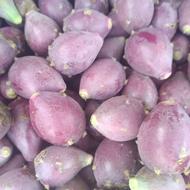 فروش میوه کاکتوس اپونتیا