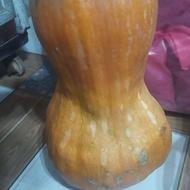 فروش کدو مخصوص کیک و نان پختن