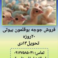 جوجه بوقلمون