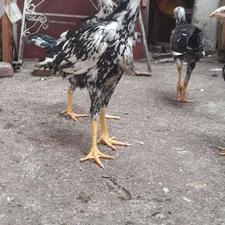 جوجه خروس لاری