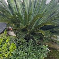 فروش فوری دو عدد گل سیکاس به همراه تخفیف