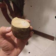 سنگ. تو زرد و سنگ نقش دار